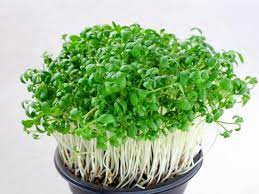 Semi di rucola Semi per microgreens Non-OGM