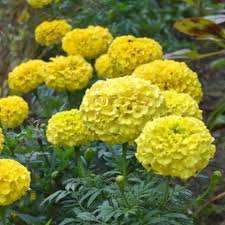 Organic Marigold Seeds