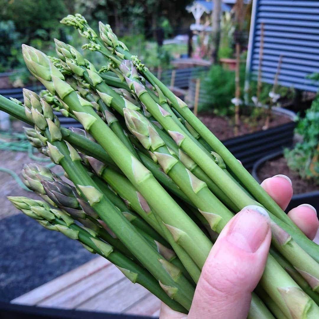 "Bulk Mary Washington Asparagus Seeds
