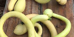 Tromboncino Rampicante Kletter-Zucchini Samen