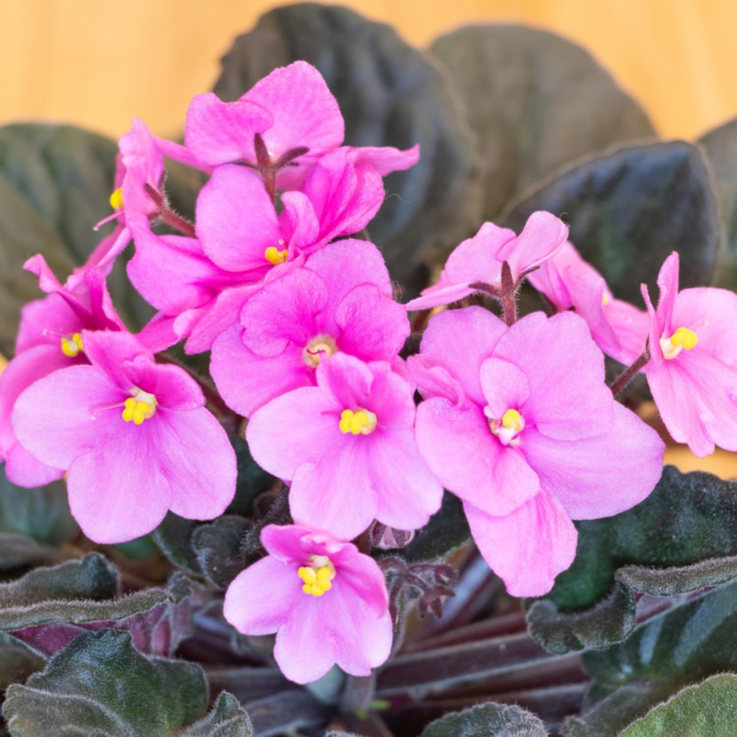 African Violet Flower Seeds Light Pink Flower seeds for Planting - Colorful Display, Heirloom & GMO Free Seeds for Home Garden