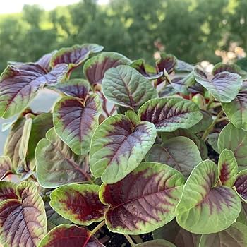 Red Stripe Leaf Amaranth Seeds