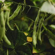 Half Runner Bean Green Been Seeds