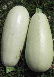 Graines de courgette White Bush