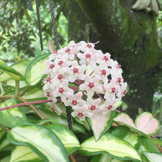 Hoya Flower seeds for Planting Low Maintenance Heirloom & GMO Free Seeds for Home Garden 
 
 Sale seeds for home garden planting