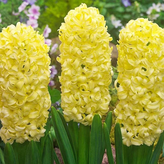 Yellow Hyacinthus Orientalis Flower seeds for Planting Perfect for Borders Heirloom & GMO Free Seeds for Home Garden 
 
 Sale seeds for home garden planting