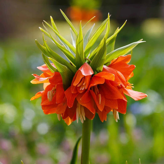 Fritillaria Flower seeds for Planting Cut Flower Favorite Heirloom & GMO Free Seeds for Home Garden 
 
 Sale seeds for home garden planting