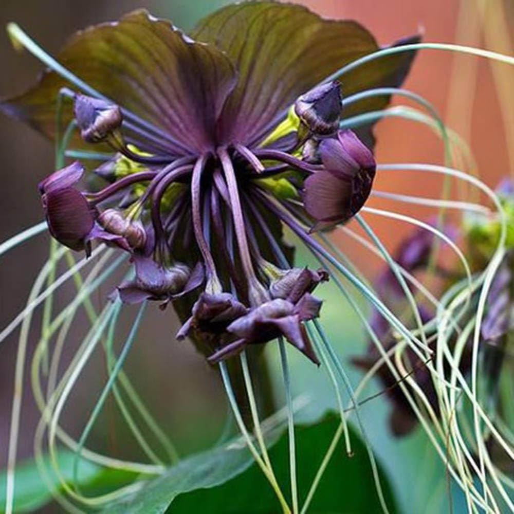 Black Chantrieri Flower seeds for Planting Cottage Garden Essential Heirloom & GMO Free Seeds for Home Garden 
 
 Sale seeds for home garden planting