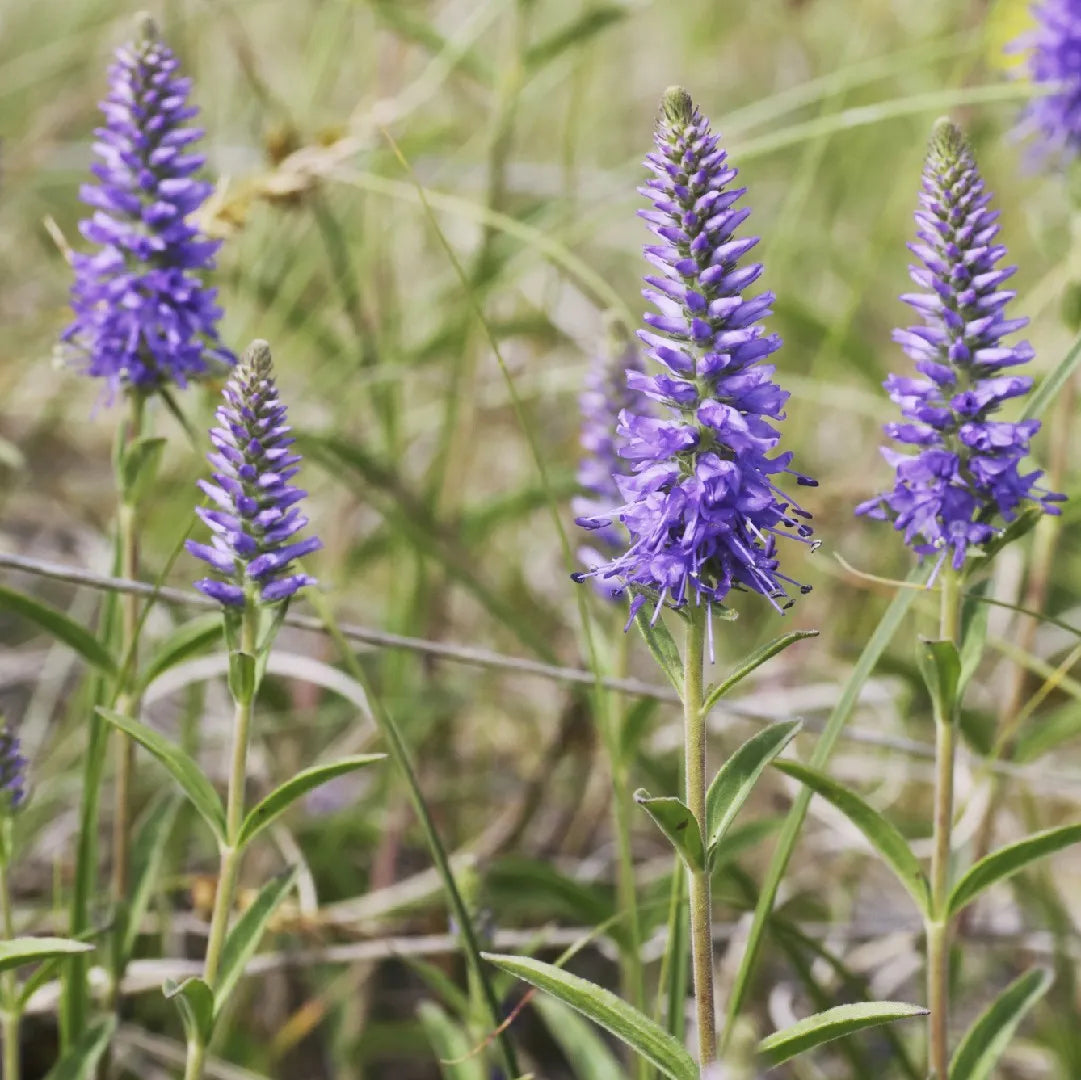 Veronica Spicata Flower seeds for Planting - Pollinator Friendly, Heirloom & GMO Free Seeds for Home Garden
 
 Sale seeds for planting in home garden