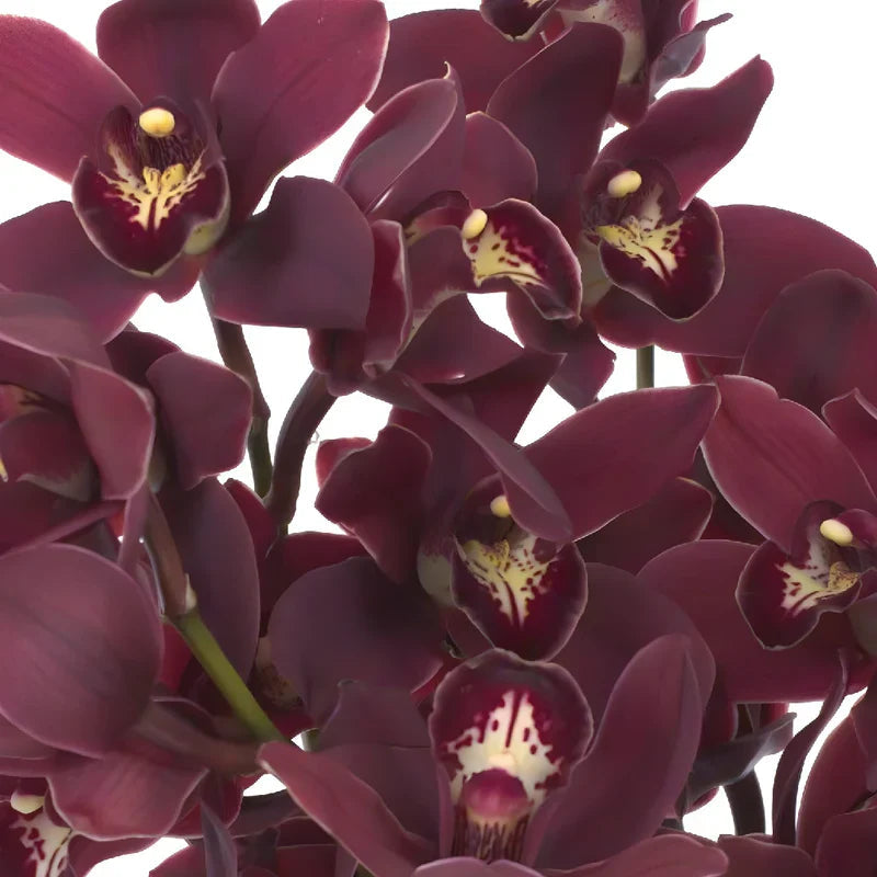 Cymbidium Orchid Flower seeds for Planting Cut Flower Favorite Heirloom & GMO Free Seeds for Home Garden 
 
 Sale for planting in home garden