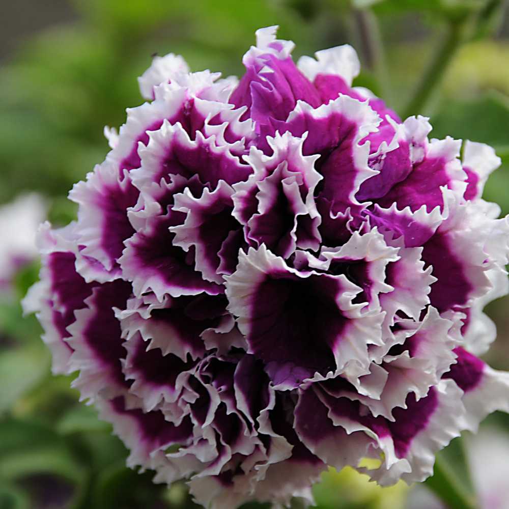 Violet Double Petunia Flower seeds for Planting Garden Favorite Heirloom & GMO Free Seeds for Home Garden 
 
 Sale seeds for home garden planting