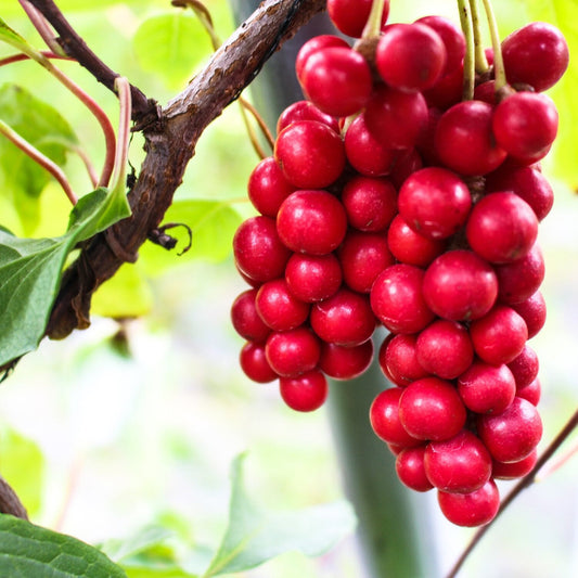 Schisandra Flower seeds for Planting Drought Tolerant Heirloom & GMO Free Seeds for Home Garden 
 
 Sale seeds for home garden planting