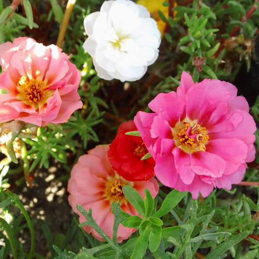 Grandiflora Flower seeds for Planting Drought Tolerant Heirloom & GMO Free Seeds for Home Garden 
 
 Sale seeds for home garden planting