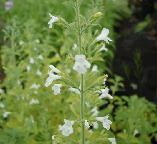 Calamintha Flower seeds for Planting Cottage Garden Essential Heirloom & GMO Free Seeds for Home Garden 
 
 Sale seeds for home garden planting