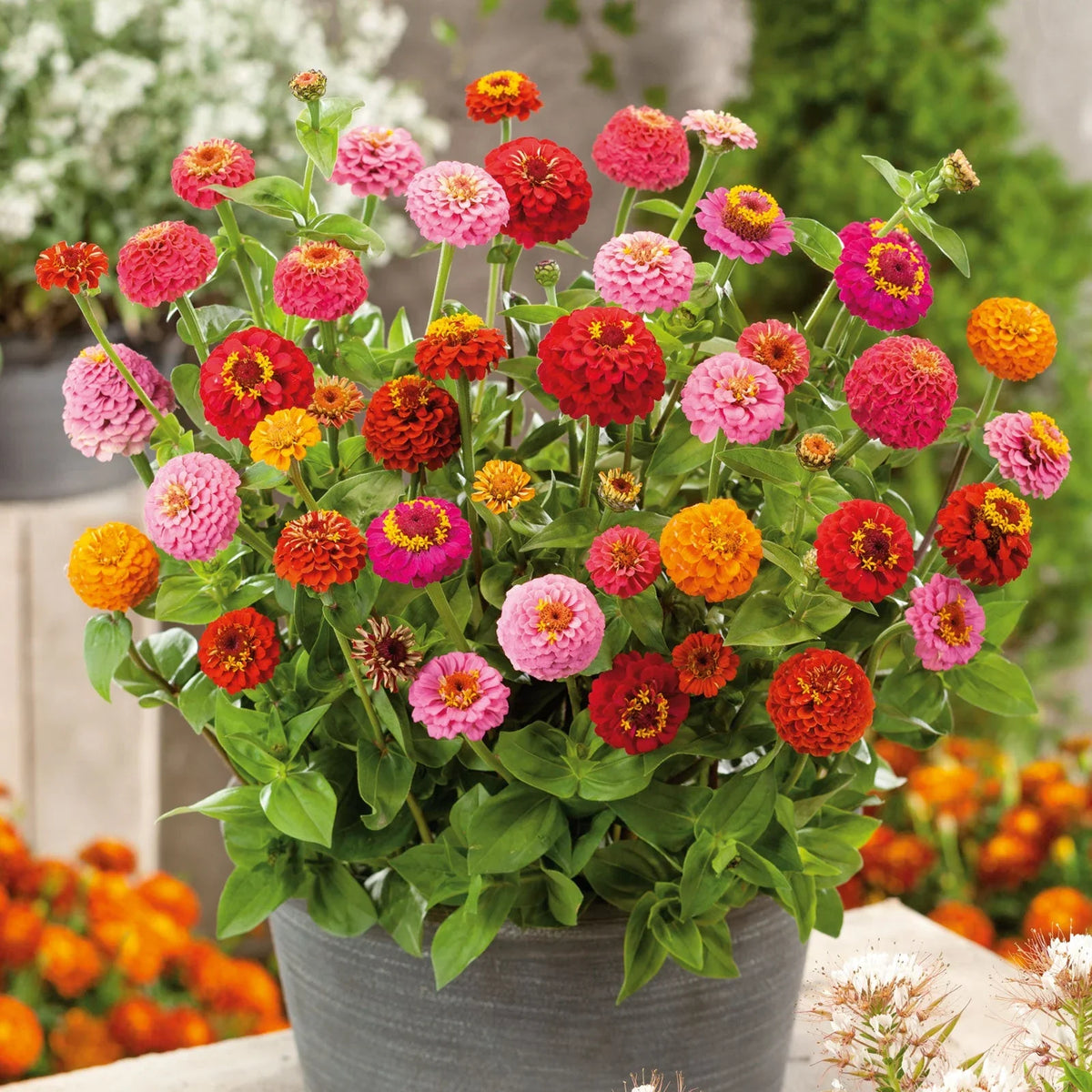 Mixed Thumbelina Flower seeds for Planting Low Maintenance Heirloom & GMO Free Seeds for Home Garden 
 
 Sale seeds for home garden planting