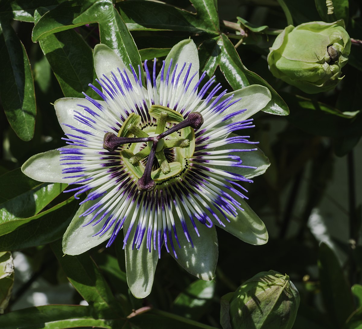 Blue Passion Flower seeds for Planting Easy to Grow Heirloom & GMO Free Seeds for Home Garden 
 
 Sale seeds for home garden planting
