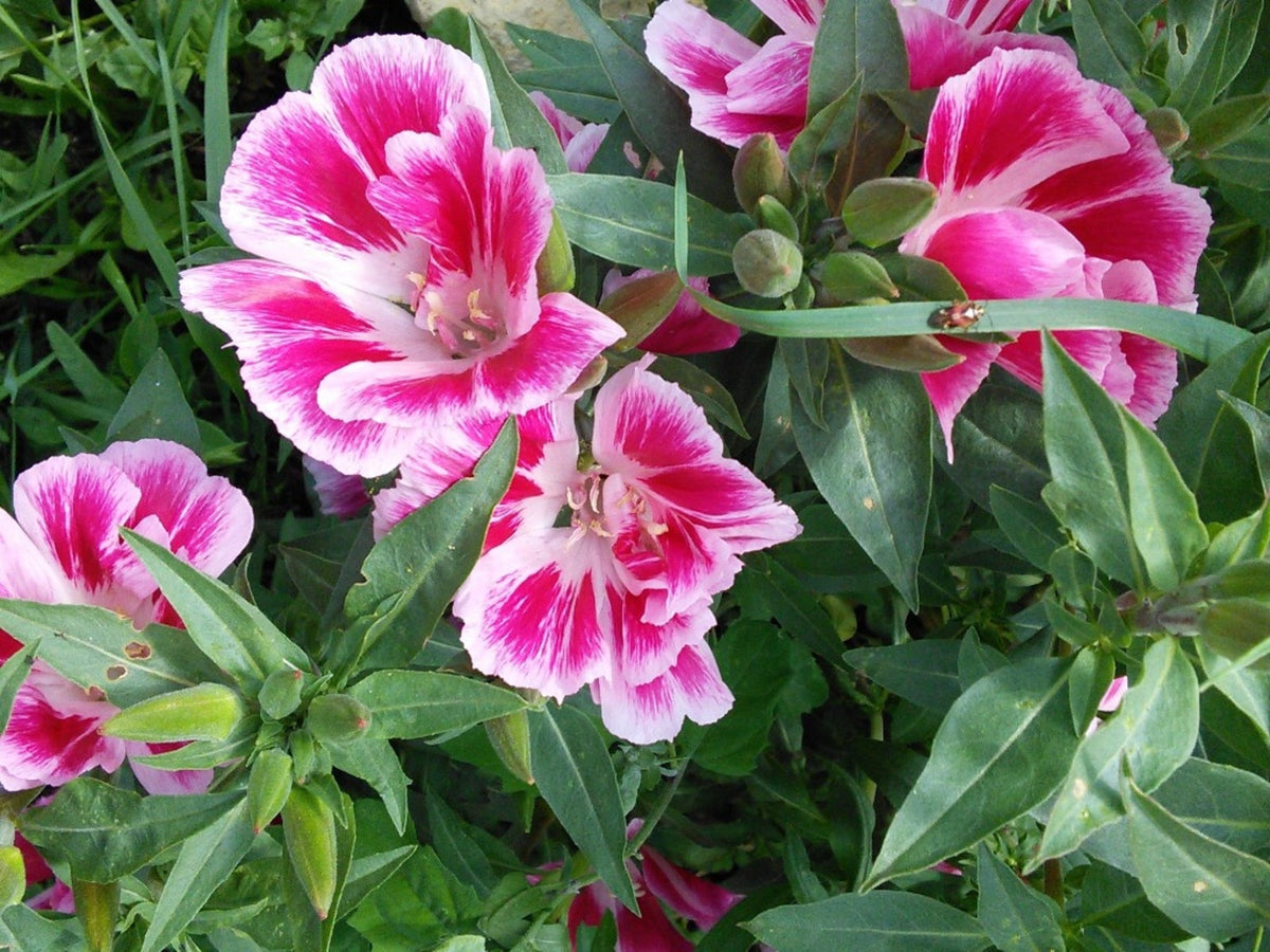 Pink White Clarkia Flower seeds for Planting - Shade Tolerant, Heirloom & GMO Free Seeds for Home Garden
 
 Sale seeds for planting in home garden