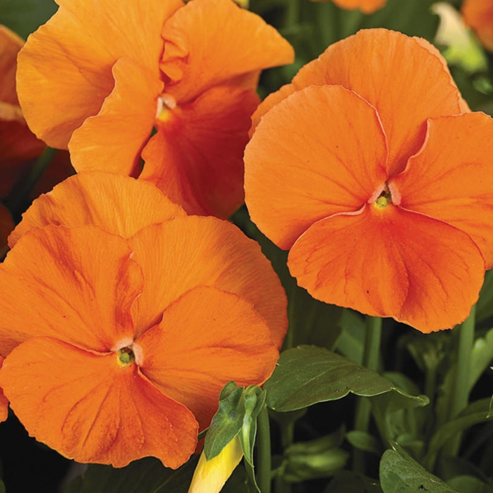 Wittrockiana Flower seeds for Planting Sun Loving Heirloom & GMO Free Seeds for Home Garden 
 
 Sale seeds for home garden planting