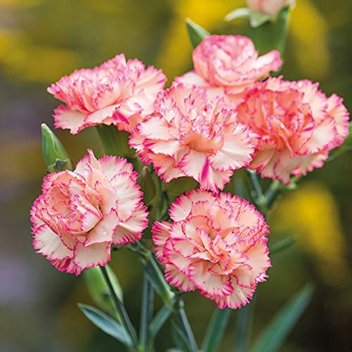 Pink White Carnation Flower seeds for Planting Compact Growth Heirloom & GMO Free Seeds for Home Garden 
 
 Sale seeds for home garden planting