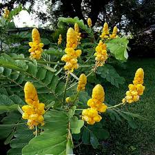 Yellow Candlestick Cassia Flower seeds for Planting - Hardy Variety, Heirloom & GMO Free Seeds for Home Garden
 
 Sale seeds for planting in home garden