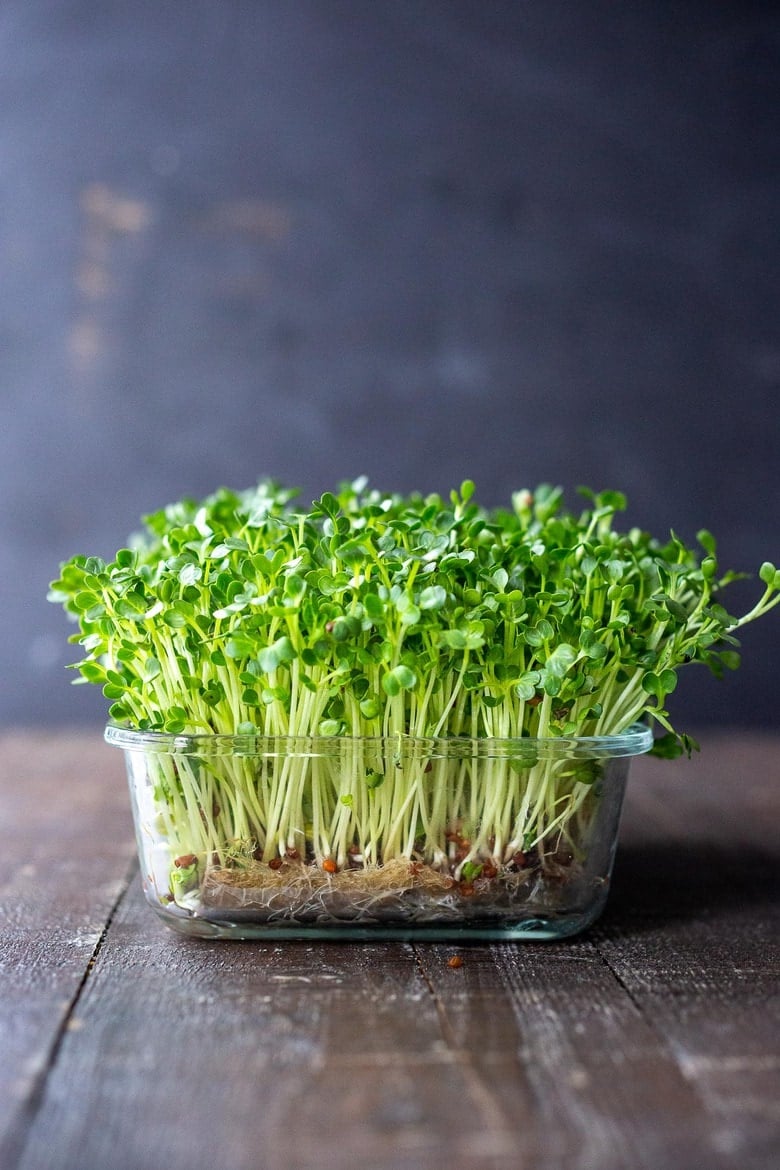 Semi di Rucola Microgreens – Sacchetto richiudibile sfuso da 1 LB