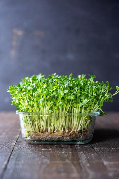 Semi di Rucola Microgreens – Sacchetto richiudibile sfuso da 1 LB