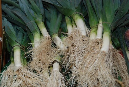 Giant Musselburgh Leek Seeds