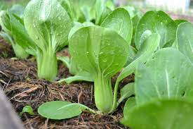 Toy Choy Baby Choy Pfannengerührte Erbstück-Samen Bok Choi