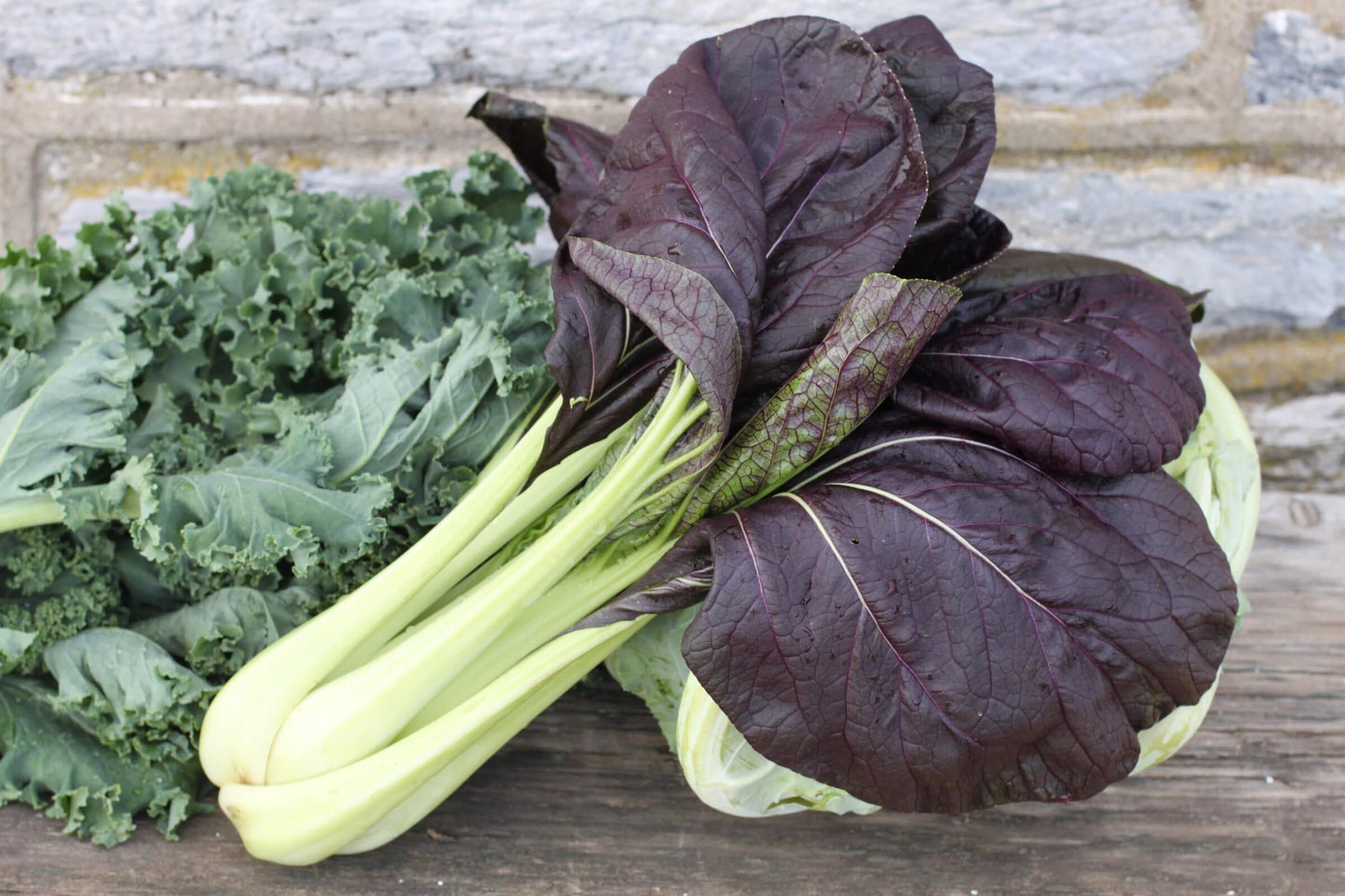 Semi di Bok Choy con foglie viola