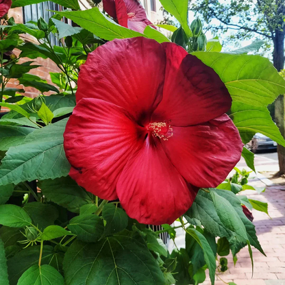 Red Dinner Plate Hibiscus Flower Seeds