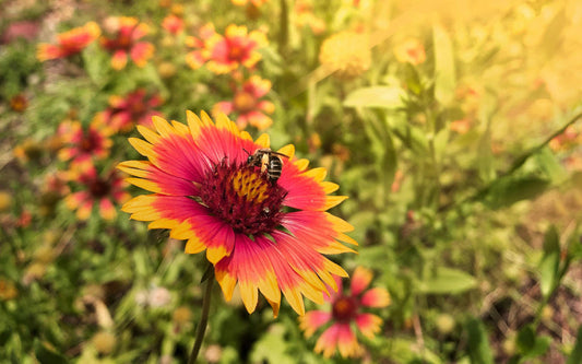 Texas/Oklahoma Wildflower Seeds