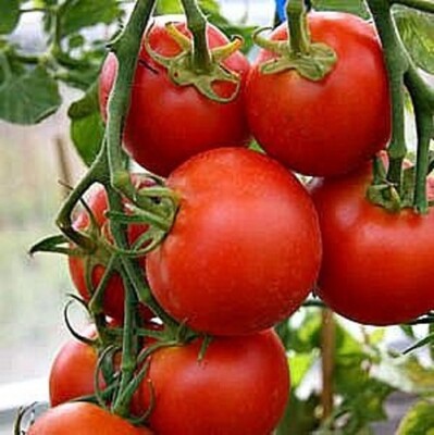 Italian Roma Tomato Seeds