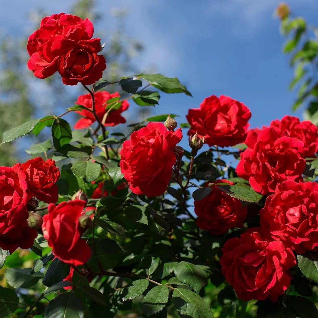 Lebendige Garten-Rosenblumensamen für farbenfrohes Pflanzen