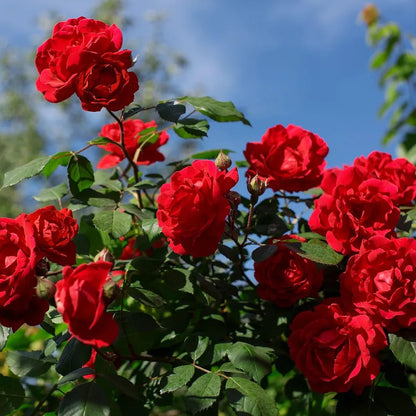 Lebendige Garten-Rosenblumensamen für farbenfrohes Pflanzen