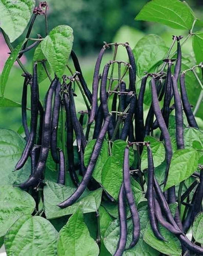 Black Turtle Seeds