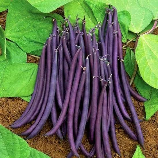 Graines de haricot buisson Purple Queen