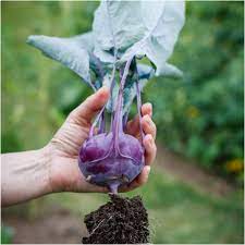 Organic Purple Vienna Kohlrabi Seeds