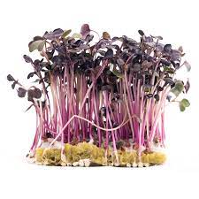Bulk Salad Mix Microgreens Seeds