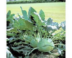 Superschmelz Giant White Kohlrabi Seeds