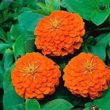 Zinnia Elegans 'Orange seeds