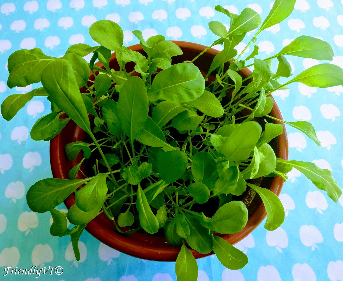 Gardeners Basics, Arugula Seeds