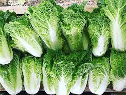 Graines de chou chinois Bok Choy