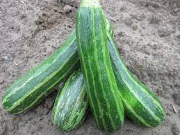 Graines de Courgette Cocozelle Sow Right Seeds