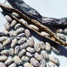 Dragon's Tongue Bush Bean Seeds