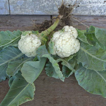 Semi di cavolfiore straordinari