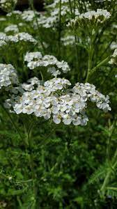 Yarrow flower seeds white