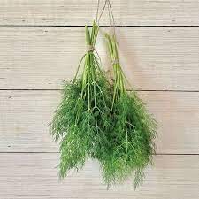 Dill Bouquet Seeds