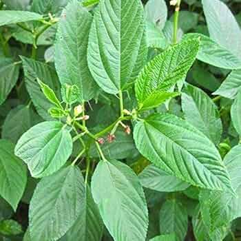 KVITER  Molokhia Jute Leaves Seeds