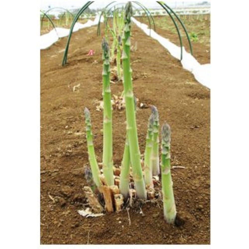 Semi di asparagi biologici Mary Washington