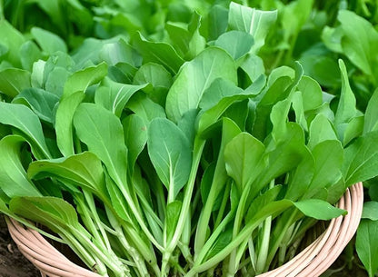Semi di Baby Bok Choy Premium Non-OGM Ereditarie